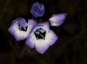 Gilia tricolor - Three Colored Gilia 17-3435